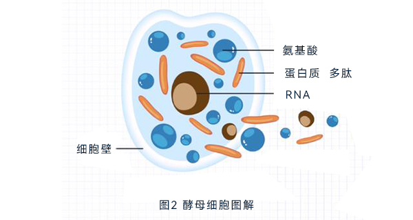 酵母細胞圖解