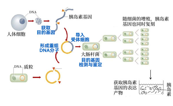 將人胰島素基因轉入大腸桿菌